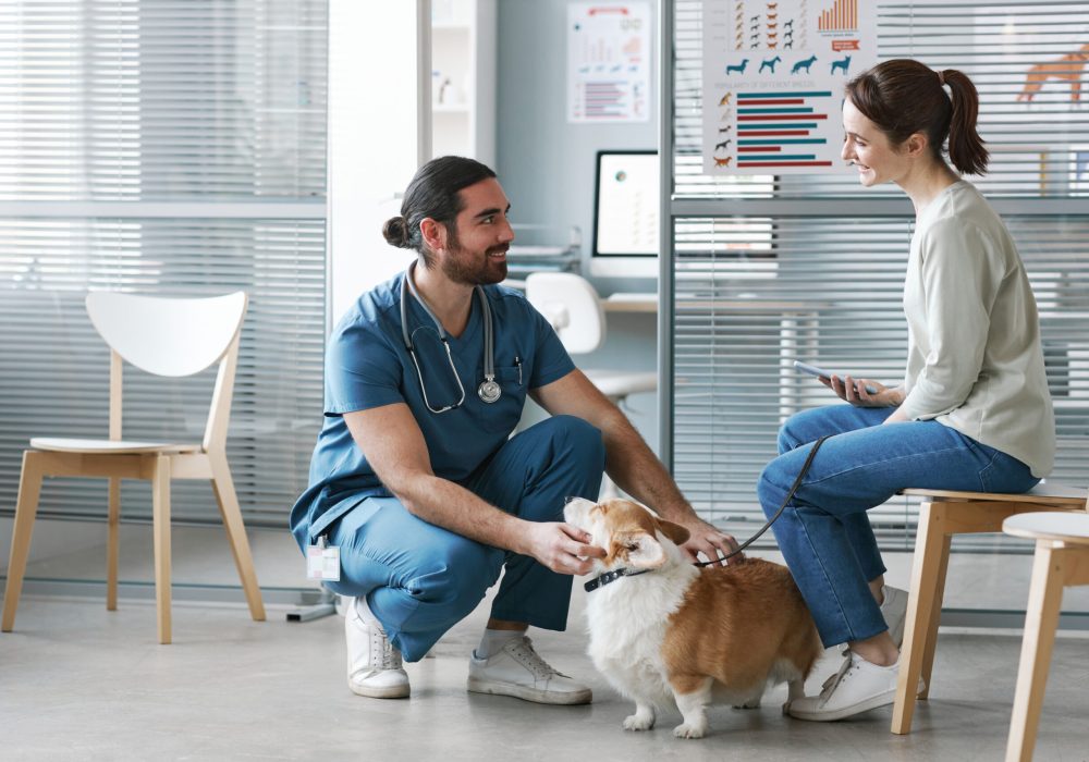 Young veterinarian doctor in blue uniform talking to female owner of welsh pembroker corgi pet while cuddling cute dog in clinics